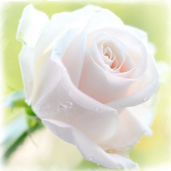Шуфутинский белые розы скачать mp3
